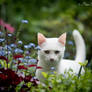 Nimbus in garden.