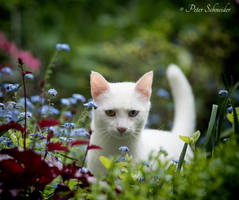 Nimbus in garden.