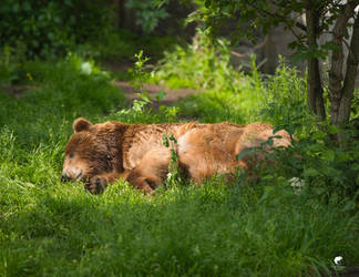 Siesta. by Phototubby