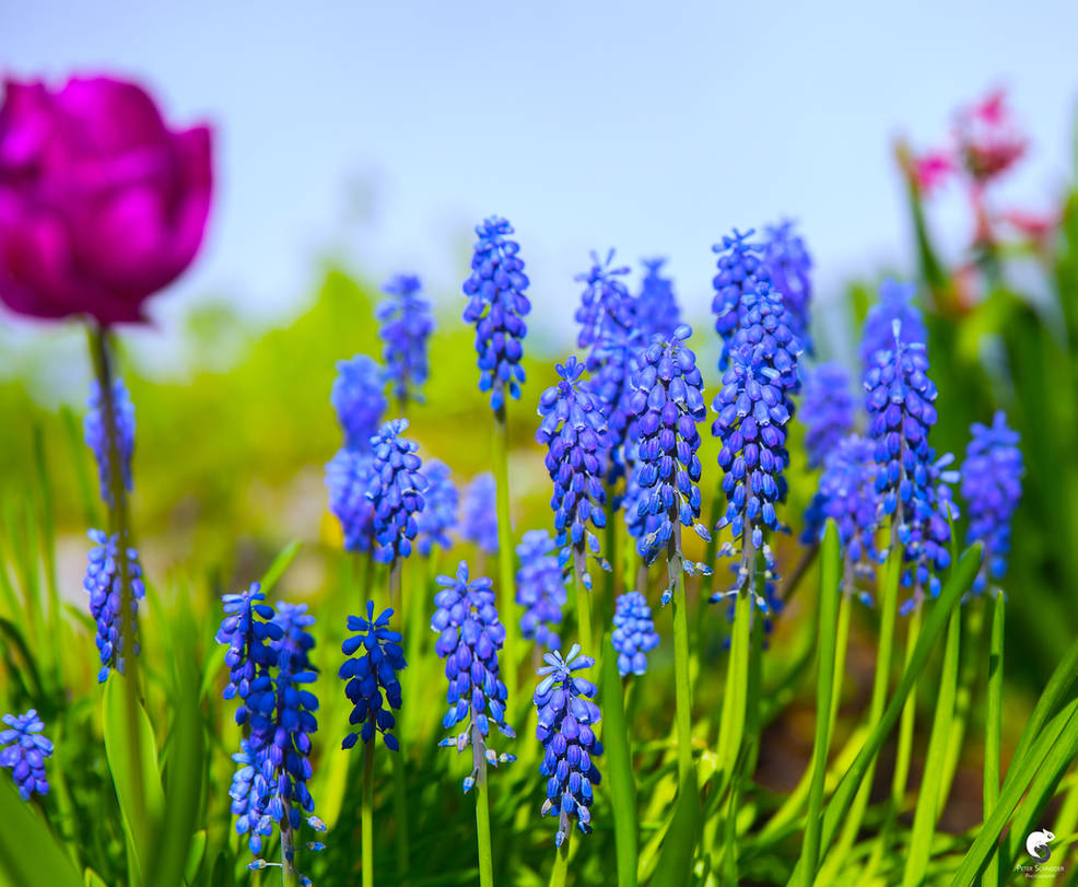 Spring is knocking on my front door. by Phototubby on DeviantArt