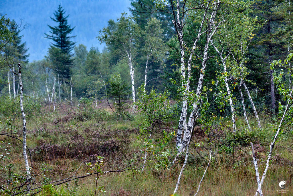 Swamp flora. by Phototubby on DeviantArt