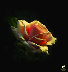 Rose season.