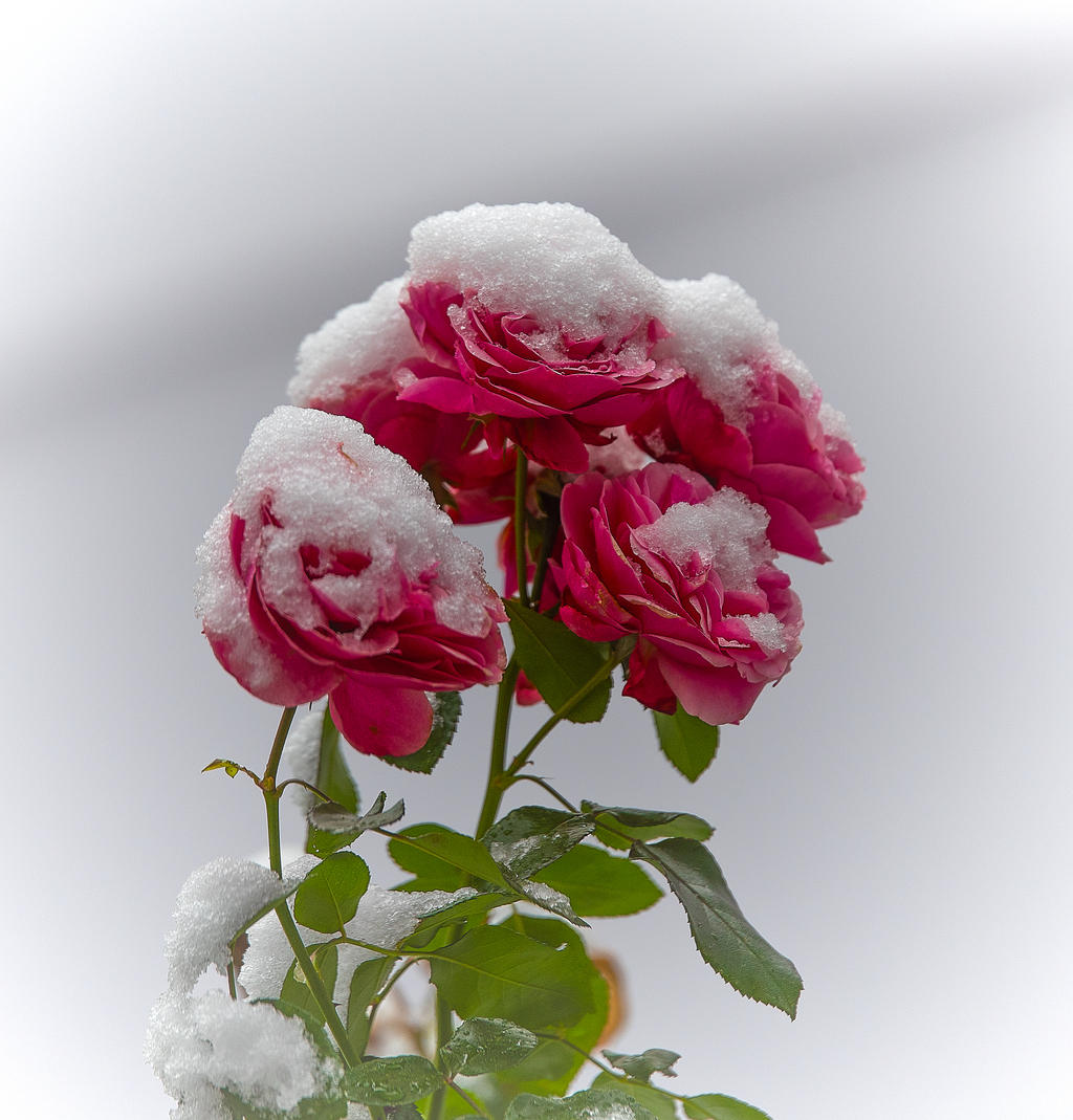 Do Roses Bloom In Winter When the roses bloom in winter. by Phototubby on DeviantArt