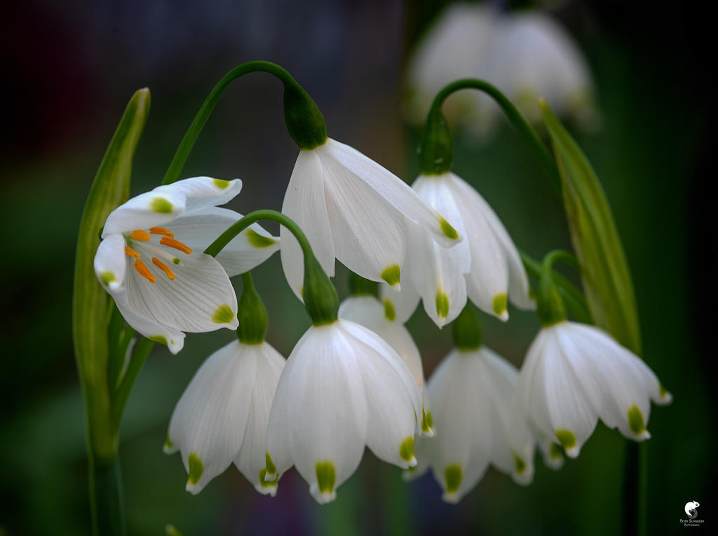Spring Day Flower Power Spring:flowerpower. by Phototubby on DeviantArt
