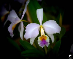 Orchids (II).