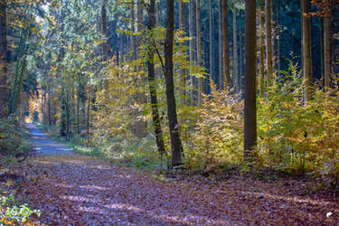 Autumn forest (III). by Phototubby