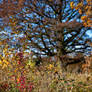 Lost in the autumn colours (III).