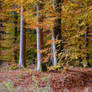 Autumnal forest clearing.