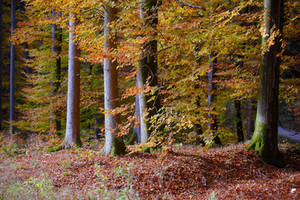 Autumnal forest clearing.