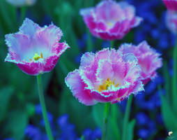 Remember tulip time (I).