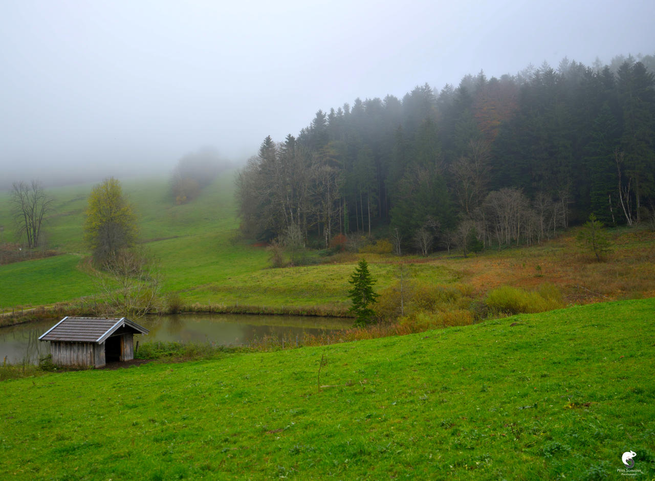 Rainforest Rural Rural. by Phototubby on DeviantArt