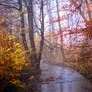 Autumn stream.