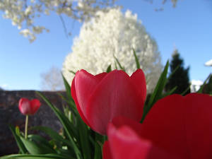 Tulips and the Tree