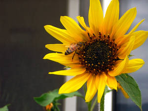 Sunflower No. 3