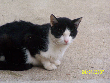 Sleep Black and White Cat