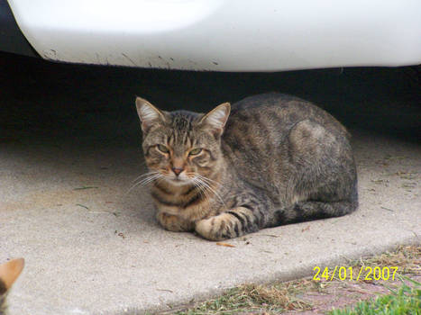 Mr. Figgles: The Car-Cat