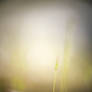 Small Worlds 1
