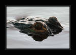Gator Gaze by OpticaLLightspeed