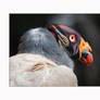 King Vulture