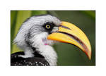 Hornbill Profile by OpticaLLightspeed