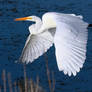 Great White in Flight