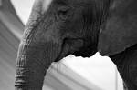 African elephant by eilennA