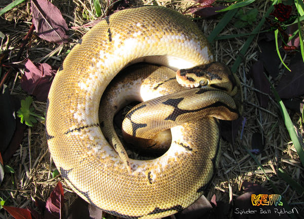 Spyder Ball Python Mouth Keir - Spider Ball Python by bleedingrosecmc on DeviantArt