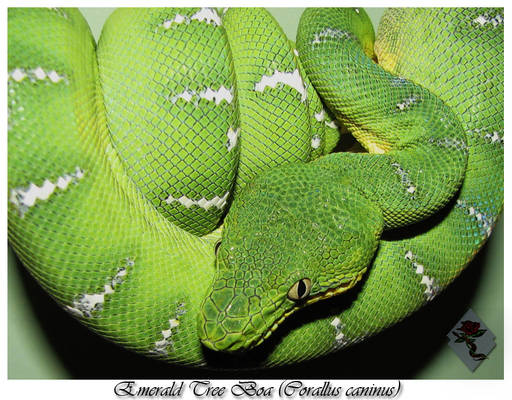 Emerald Tree Boa