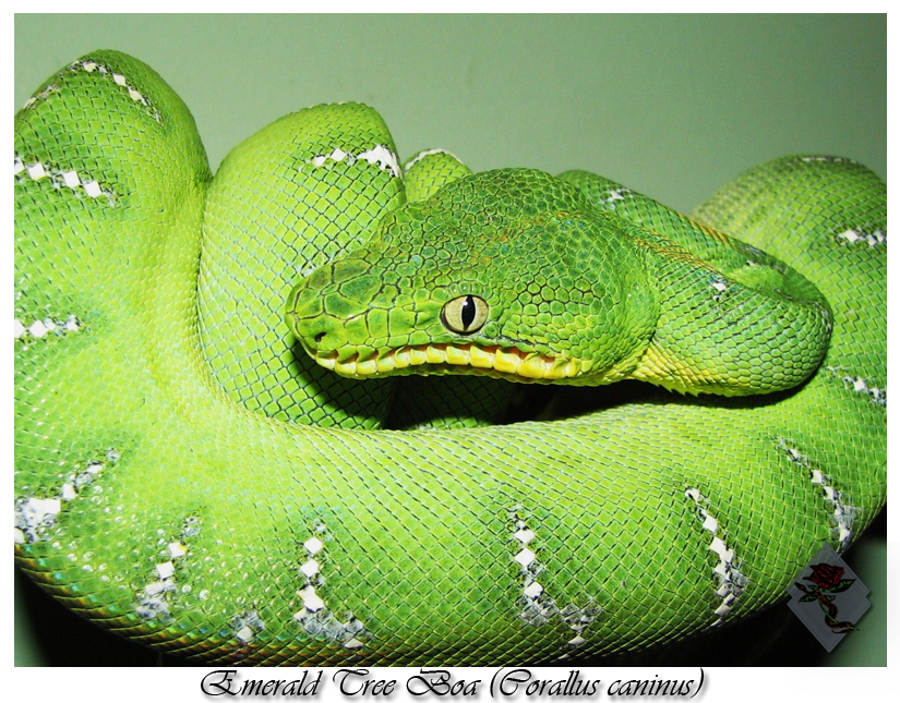 My Emerald Tree Boa