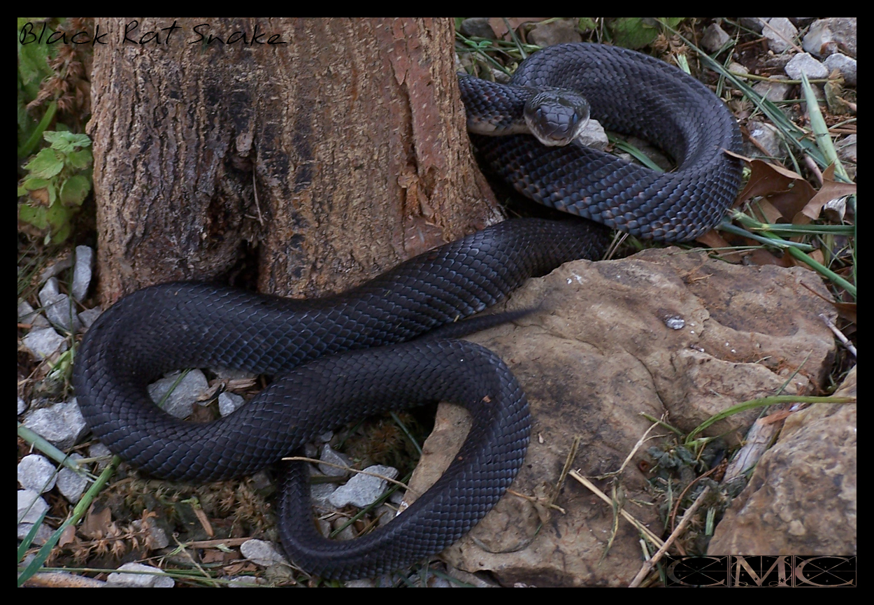 Black Rat Snake by bleedingrosecmc on DeviantArt