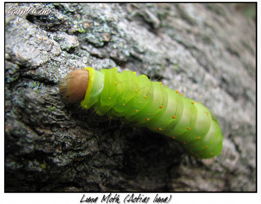 Luna Caterpillar