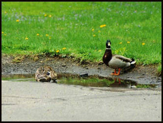 Ducks Dream of Ponds