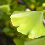 Ginko in Korea