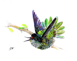 Humming bird by chinchillacosmica