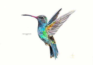 Colibri