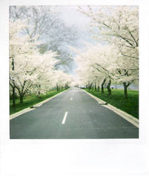 Cherry Blossoms