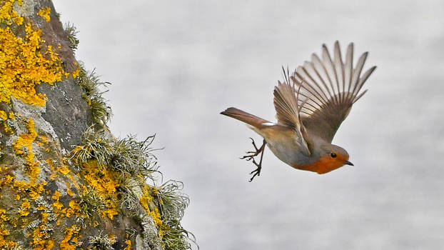 A ROCK AND A ROBIN