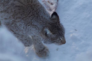 Lapland 21 - Lynx