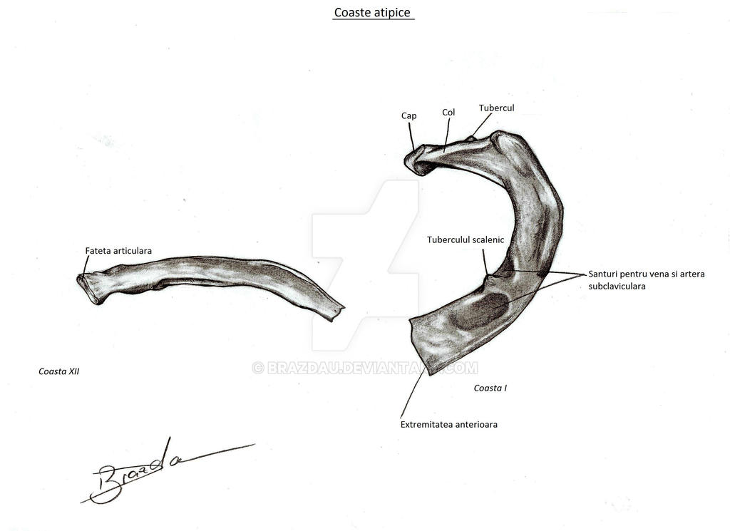Last Full Rib The first and the last rib by Brazdau on DeviantArt
