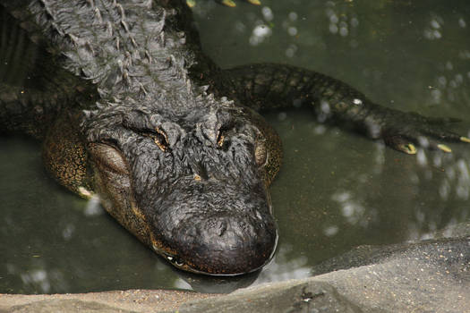 Alligator Chilling