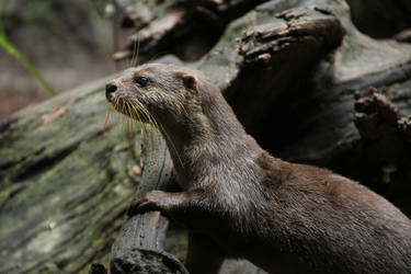 Otter Looking Away