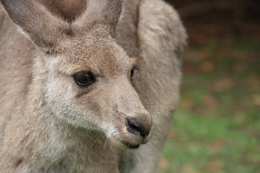 Young Kangaroo