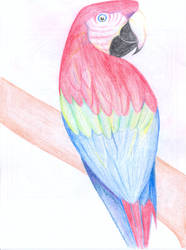 Parrot