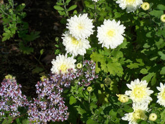 white and purple flowers