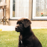 Labrador puppy