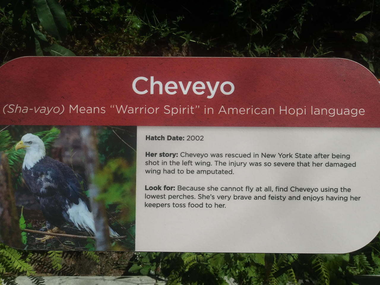 Cheowayo Cheveyo. by catdragon4 on DeviantArt