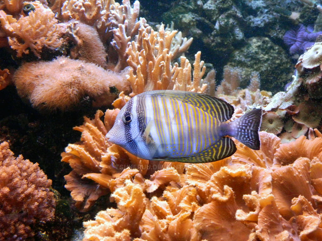 Cleveland Zoo 2013 - Fish.