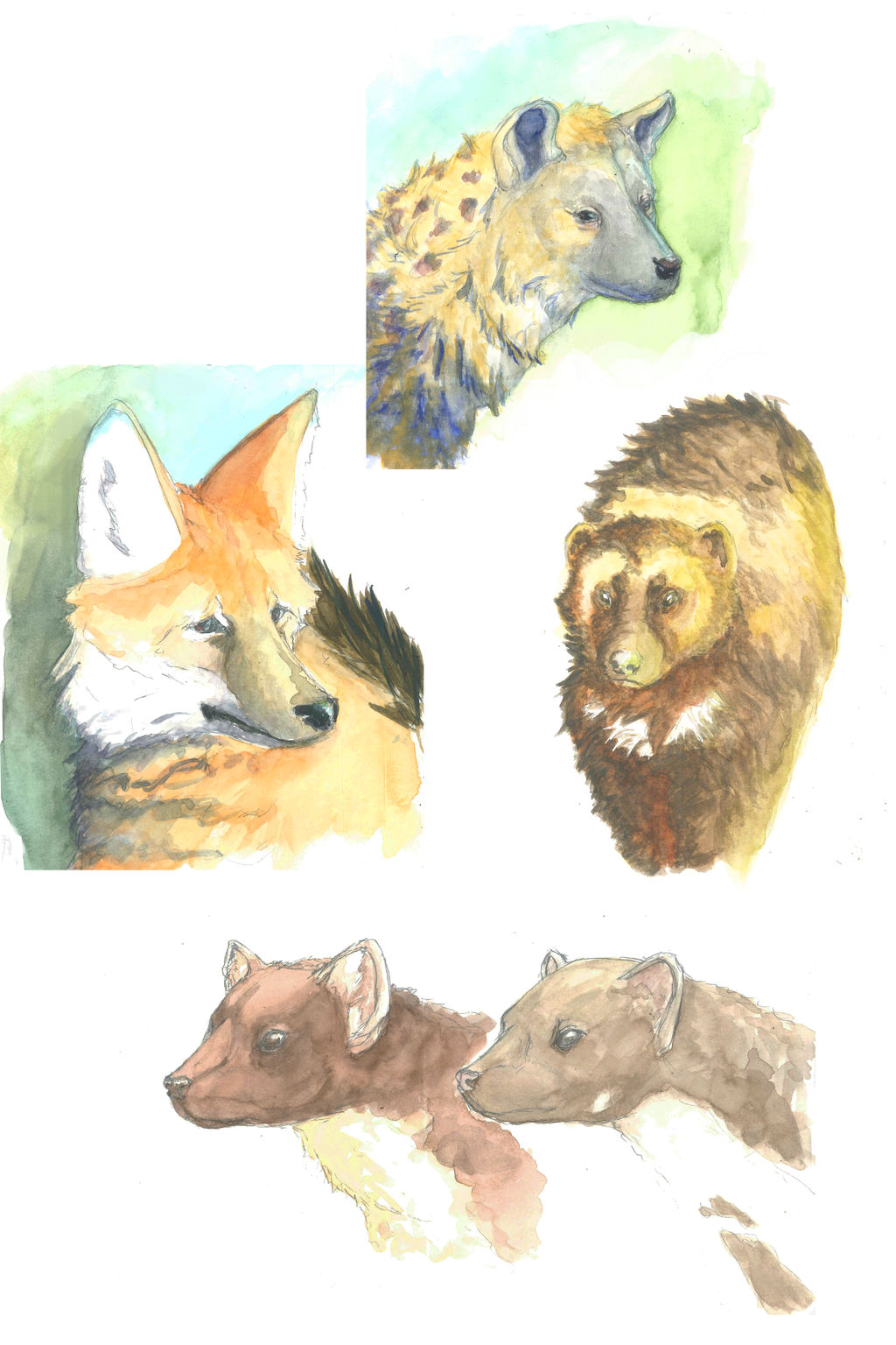 Studying animals and color