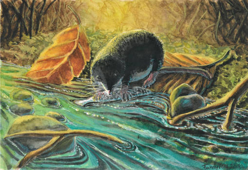 Water shrew (Neomys fodiens)