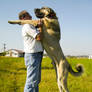 Kangal dog